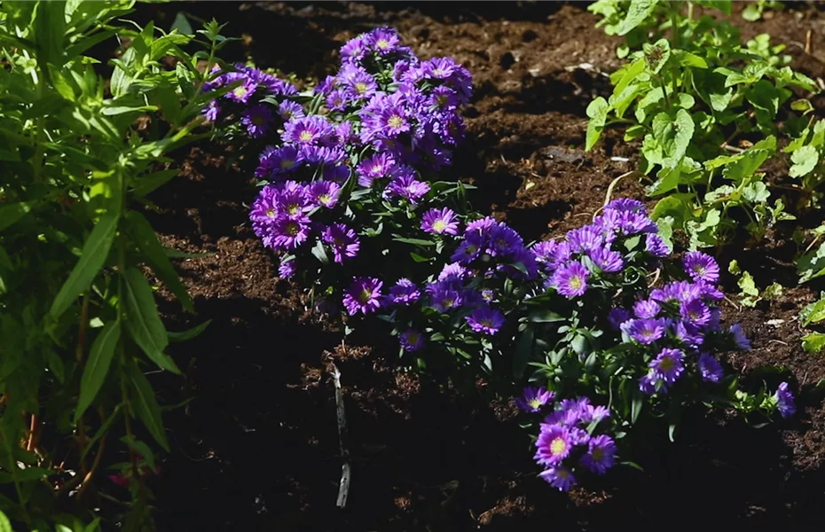 Astern – Einpflanzen im Garten
