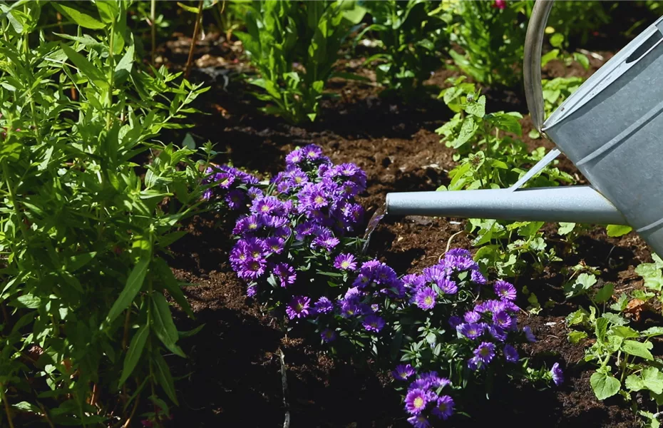 Astern – Einpflanzen im Garten
