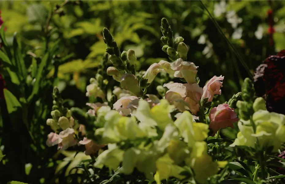 Löwenmaul – Einpflanzen im Garten