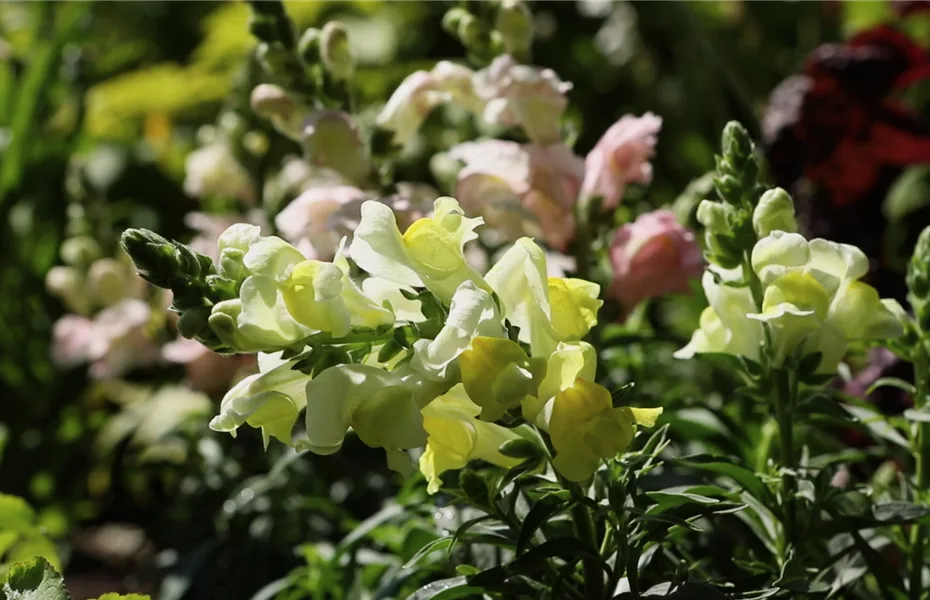 Löwenmaul – Einpflanzen im Garten