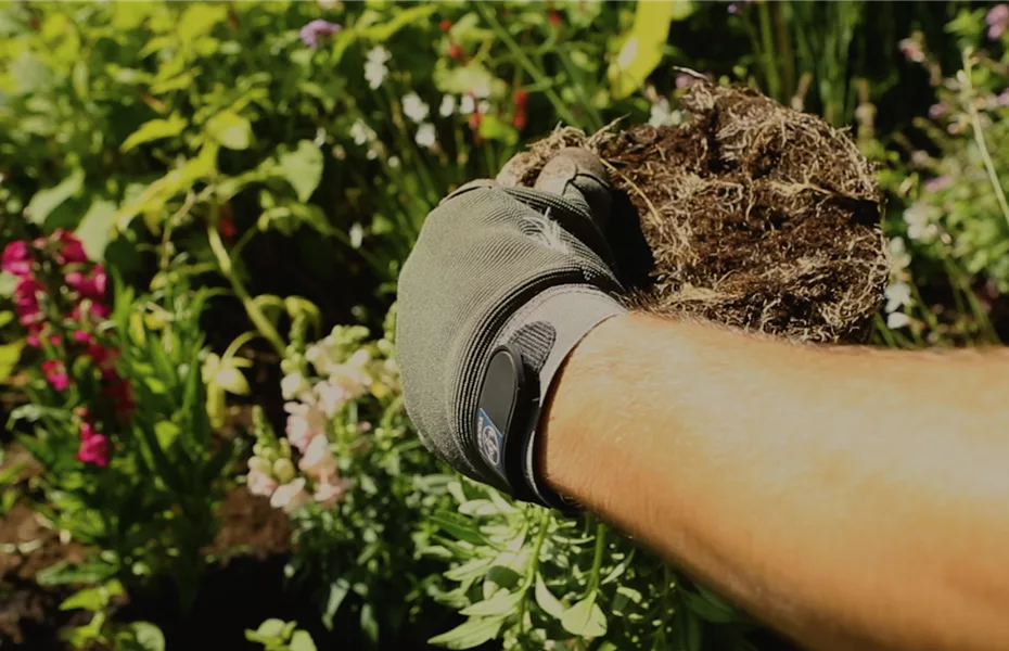 Löwenmaul – Einpflanzen im Garten