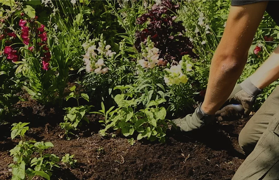 Löwenmaul – Einpflanzen im Garten