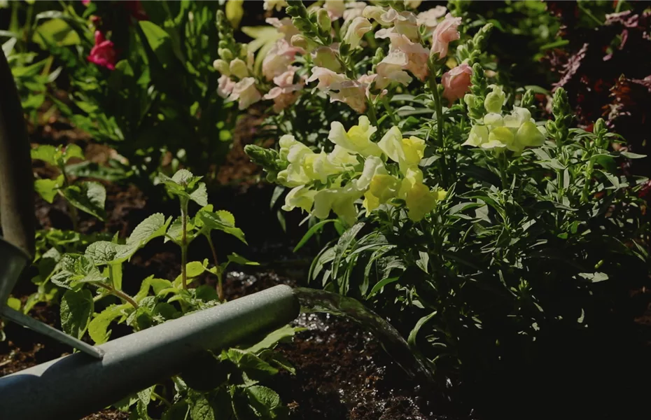 Löwenmaul – Einpflanzen im Garten