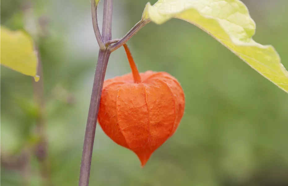 Die Lampionblume: alles andere als ein Nachtschattengewächs