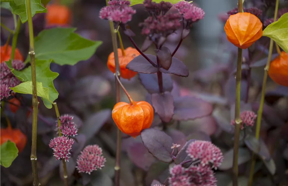 Die Lampionblume: alles andere als ein Nachtschattengewächs