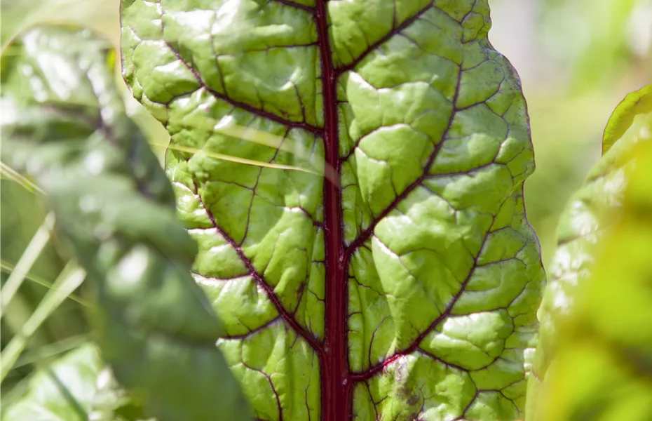 Mangold – die Rübe, die nach Spinat schmeckt