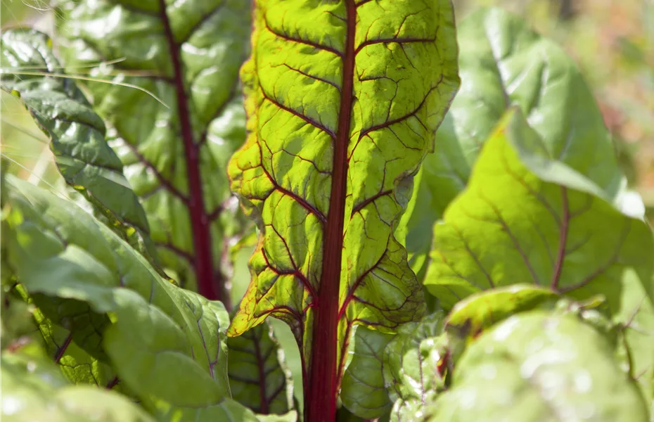 Mangold – die Rübe, die nach Spinat schmeckt
