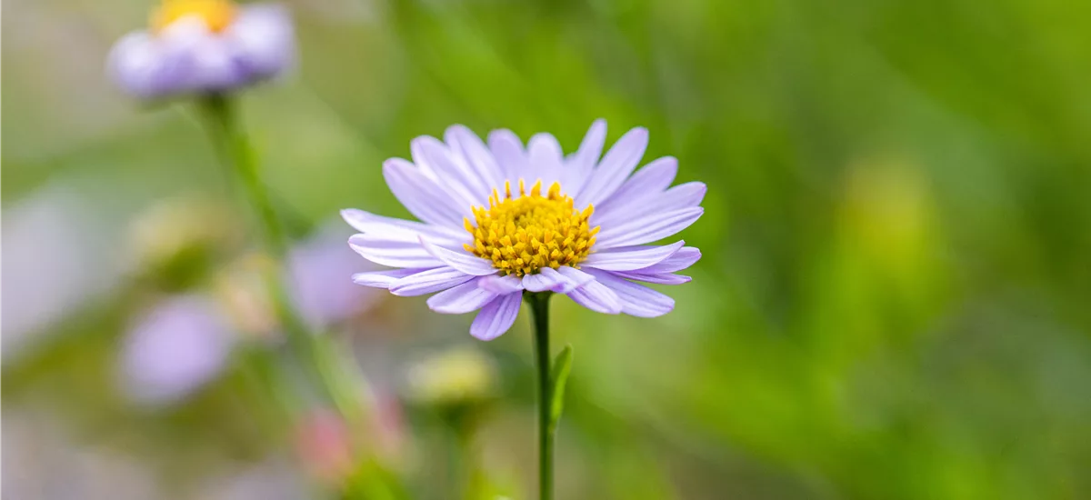 Berg-Aster 9x9 cm Wildstaude