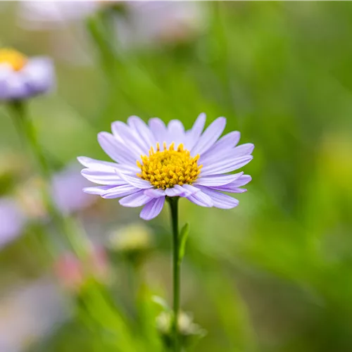 Berg-Aster