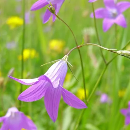 Acker-Glockenblume