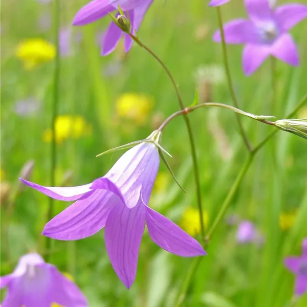 Heimische Acker-Glockenblume