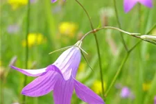 Heimische Acker-Glockenblume Wildstaude 12 cm Topf