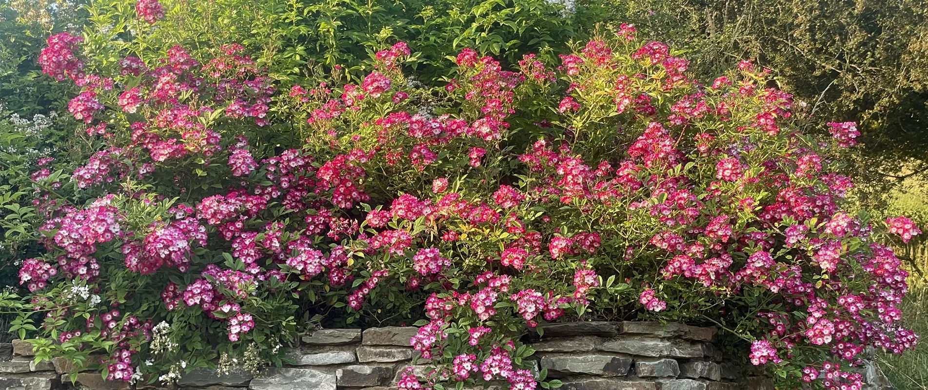 Wildrosen, ungefüllte Rosen und mehr...