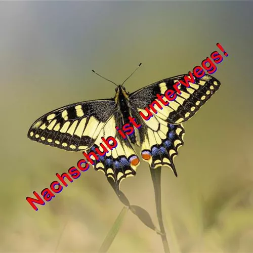Schmetterlings- und Wildbienensaum Region NORD (UG1)