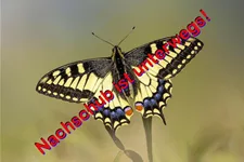 Zum Probieren! Schmetterlings- und Wildbienensaum 2 g für 1 m²