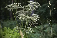Wilde Engelwurz Wildstaude 12 cm Topf