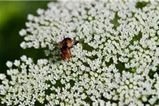 Große Pimpinelle (Bibernelle) Wildstaude 12 cm Topf
