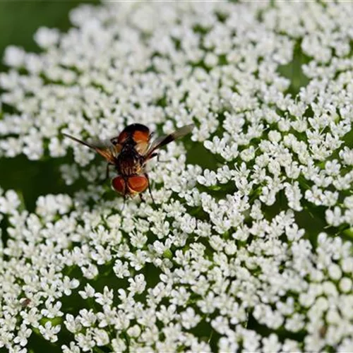 Große Pimpinelle (Bibernelle) Große Pimpinelle (Bibernelle)