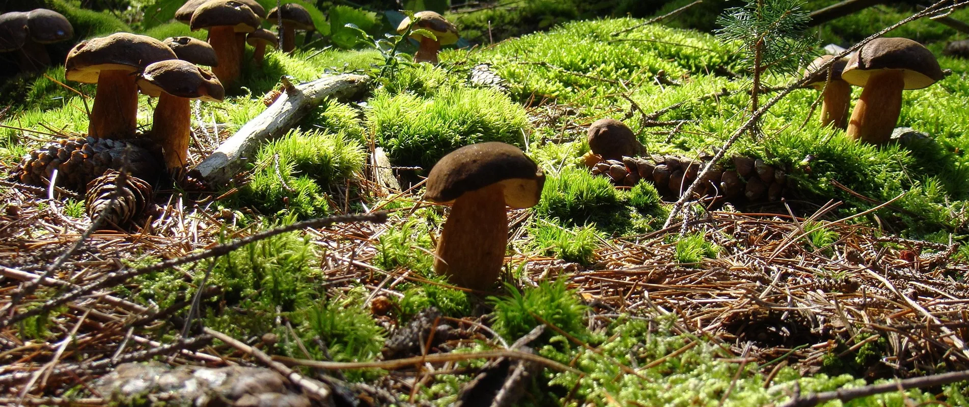 Leckere Pilze aus eigener Anzucht!