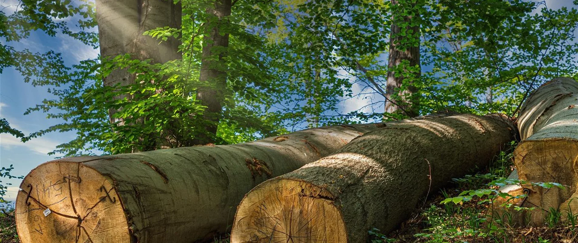 Hochbeete aus massivem Holz?