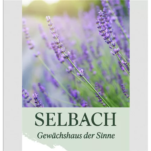 Gutschein Gartencenter Selbach