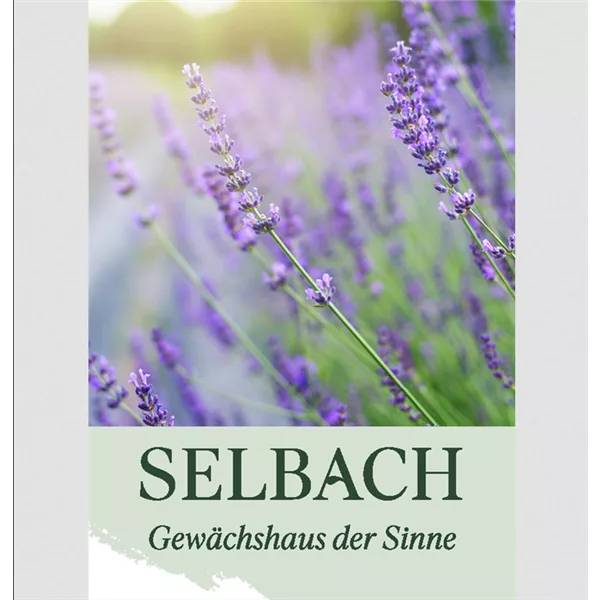 Gutschein Gartencenter Selbach