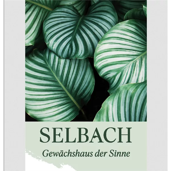 Gutschein Gartencenter Selbach