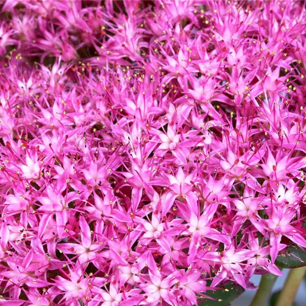 Große Fetthenne 'Munstead Dark Red'