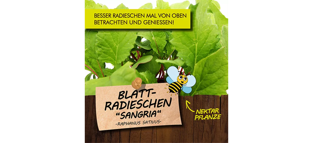 Bio Blatt-Radieschen "Sangria" 12 cm Topf