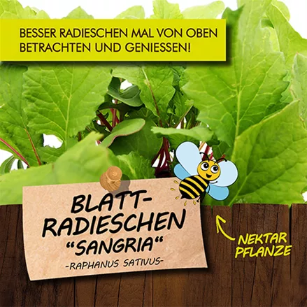 Bio Blatt-Radieschen "Sangria"