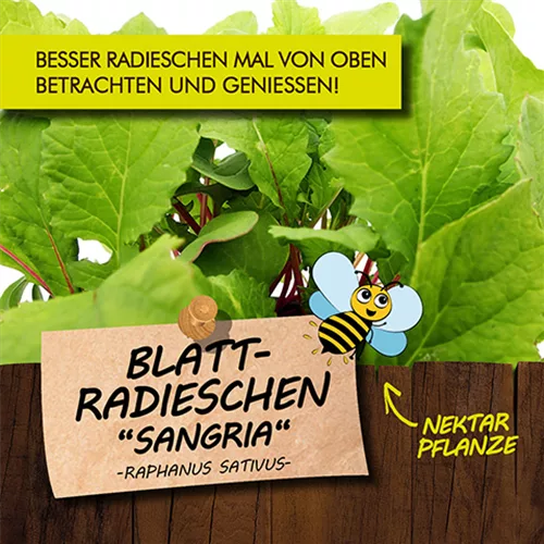 Bio Blatt-Radieschen "Sangria"
