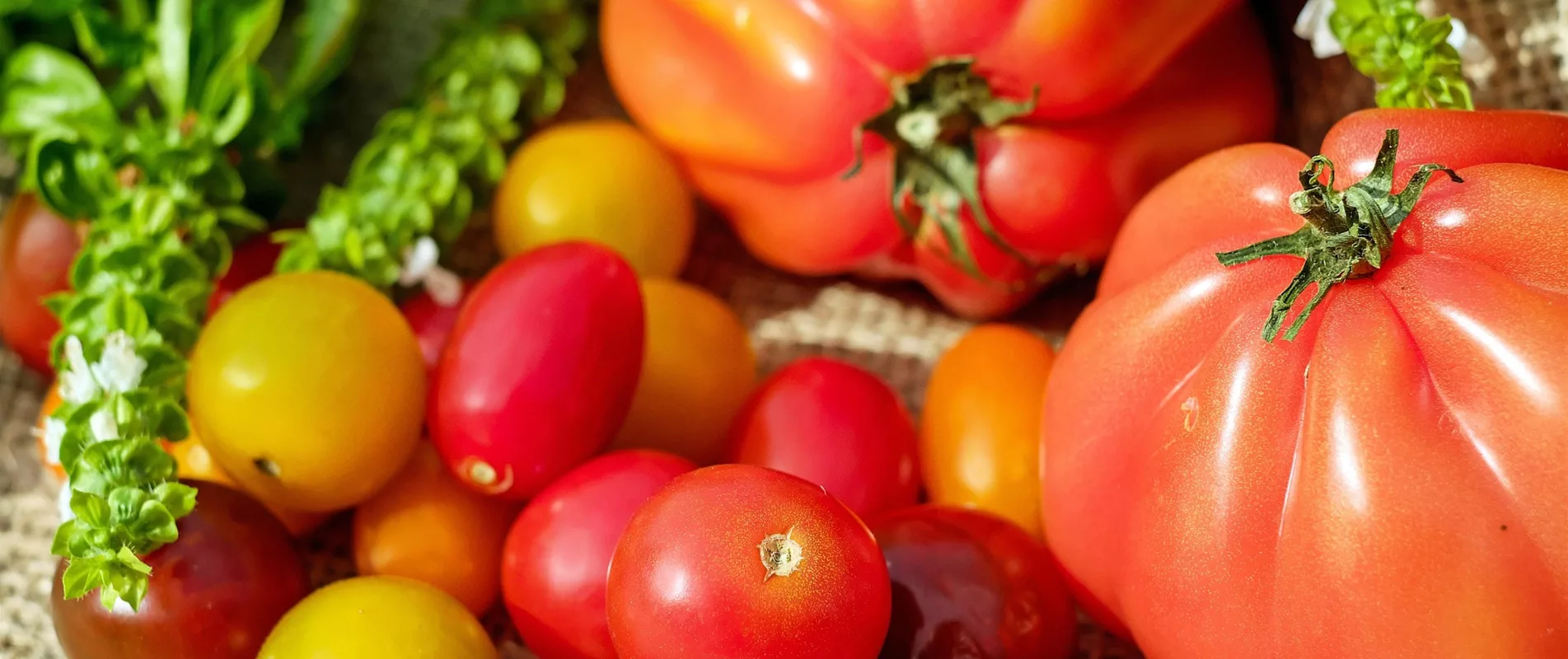 Tipp: Bio-Gemüsepflanzen vorbestellen!