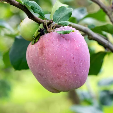 Apfelbaum 'Florina'