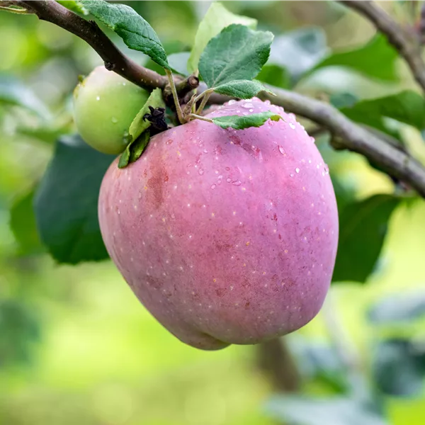 Apfelbaum 'Florina'