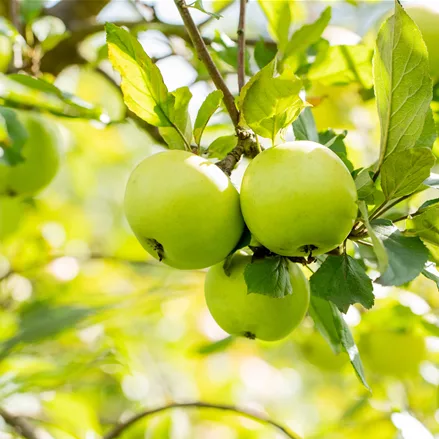 Apfelbaum 'Grahams JubiläumsApfelbaum'