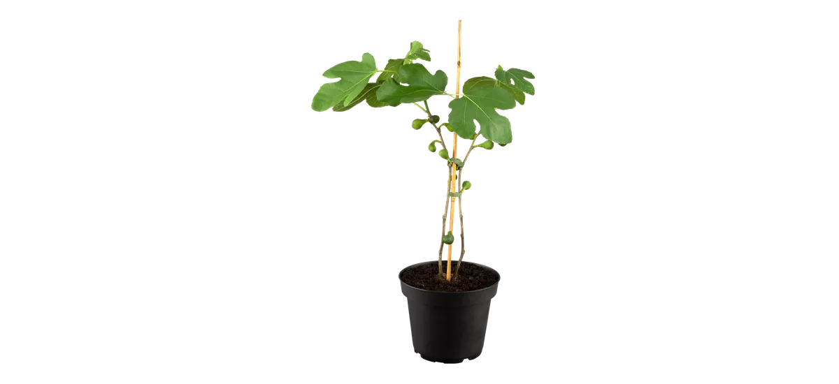 Feige 'Terza' Topfgröße 3,5 Liter, gestäbt, Höhe 60-100cm