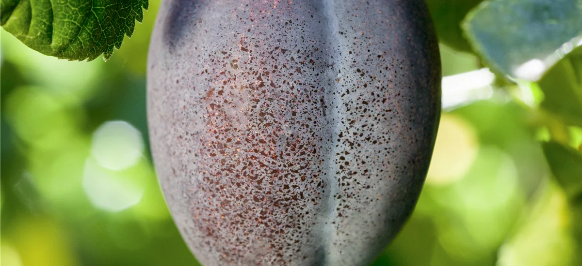 Pflaume 'Geisenheimer Topfirst' Busch, Topfgröße 10 Liter, Unterlage INRA 2