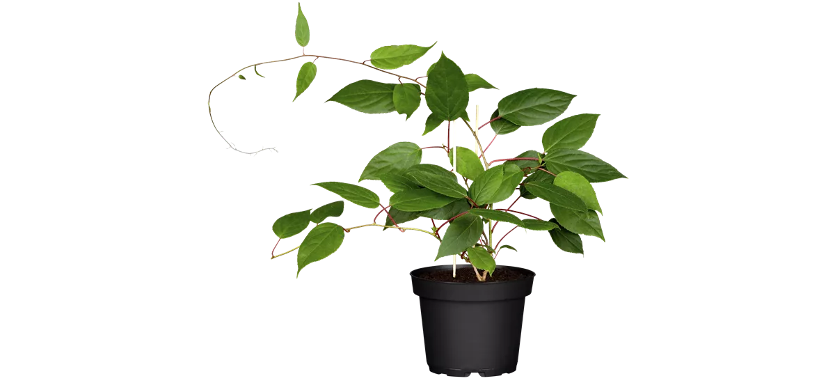 Zwerg-Kiwi 'Kens Red' Topfgröße 3,5 Liter