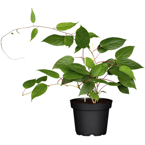 Zwerg-Kiwi 'Kens Red'