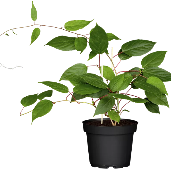 Zwerg-Kiwi 'Kens Red'