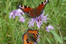 Wildblüten-Rasen - 10 m² OST 30 g für 10 m² Region OST