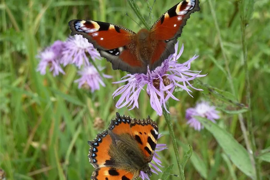 Wildblüten-Rasen - 10 m² OST 30 g für 10 m² Region OST