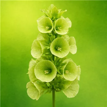 Grüne Glockenblume im Detail.png