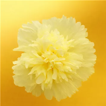 Gelbe Malvenblüte im Detail.png