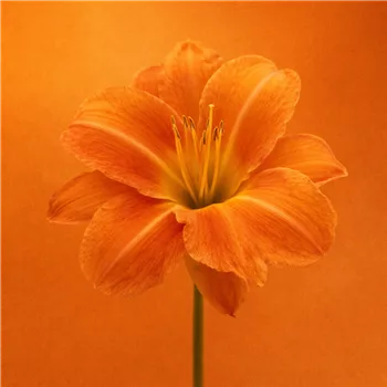 Orangenfarbene Taglilie in voller Blüte.png