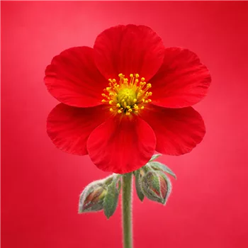 Rote Helianthemum 'Red Dragon' Blüte.png