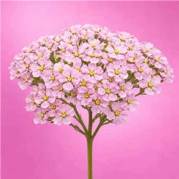 Zarte pinkfarbene Achillea-Blüten im Fokus.png