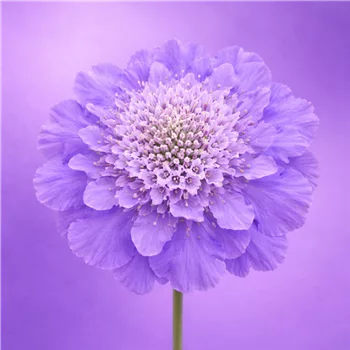 Lila Schönheit der Scabiosa-Blüte.png