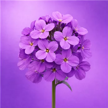 Lila Blüten im sanften Licht.png