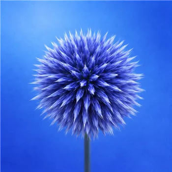 Blaue Kugeldistel vor blauen Hintergrund.png